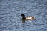 Lesser scaup