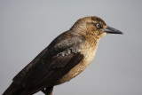 Great-tailed grackle (female)