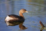 Pied-billed grebe