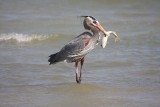 Great blue heron