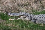 Alligator
