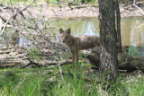 Coyote
