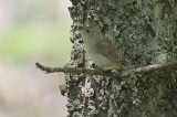 House wren