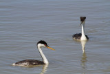 Western grebes