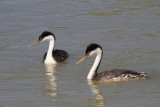 Western grebes
