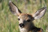 Mule deer fawn