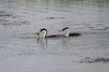Western grebes
