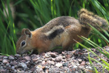 Golden-Mantled Ground Squirrel