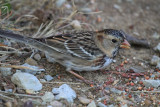 Harriss sparrow