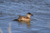 Ruddy duck (female)