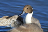 Northern pintail