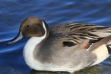 Northern pintail