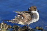 Northern pintail