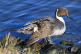 Northern pintail