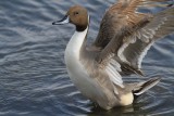 Northern pintail
