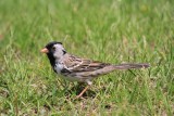 Harriss sparrow