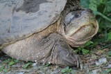 Snapping turtle