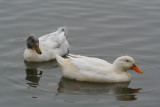 Domestic Ducks