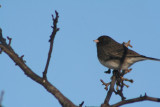 Dark-eyed junco (Slate colored)