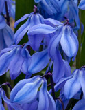 Spring Beauty #1