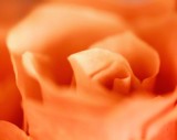 Rose #3