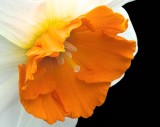 Daffodil #6