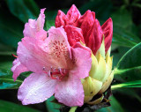 Rhododendron #4