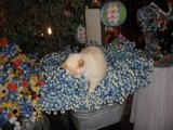 Wild Flower Store, cat popped out of artifical flowers.