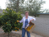 Picking Oranges from Mel & Georgias tree