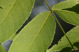 Black Walnut Leaves