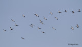 Zerjav/Common crane