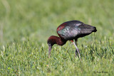 Plevica/Glossy ibis