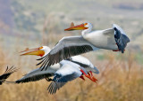 Syncronized Pelicans