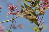 Rufous Hummer and Pink Honeysuckle 2