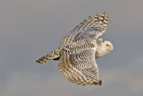 Snowy Owl Glide
