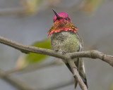On Display - Male Annas Hummingbird