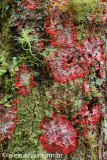 Fungos-Chapada-Diamantina-Bahia, 0909.jpg