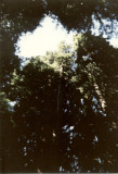 Redwoods Muir Woods