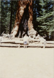 Sequoia Natl. Park