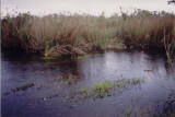 Gator in the Glades