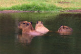 Wasserschweine (Capybaras)