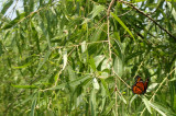 Monarch Buttefly in the Willow Tree.JPG