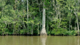 Forest at the White Pearl River.JPG