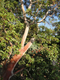 Östlicher Erdbeerbaum (Arbutus andrachne) - Krim, Ukraine