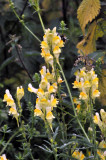  Kleines Lwenmaul (Linaria vulgaris)