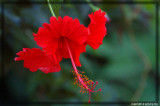 Single Red Hibiscus - it is all over the island