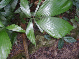 very intricate cutout in this plant