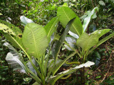 plants