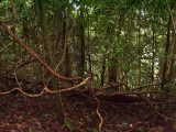Vines are coming in all direction