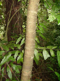 This tree has prickly bark